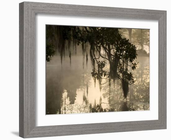 Tree Branch and Spanish Moss, Magnolia Plantation, Charleston, South Carolina, USA-Corey Hilz-Framed Photographic Print