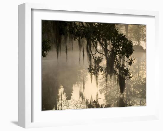 Tree Branch and Spanish Moss, Magnolia Plantation, Charleston, South Carolina, USA-Corey Hilz-Framed Photographic Print