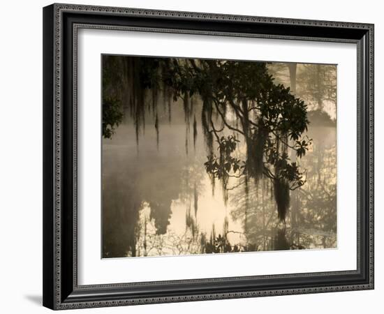 Tree Branch and Spanish Moss, Magnolia Plantation, Charleston, South Carolina, USA-Corey Hilz-Framed Photographic Print