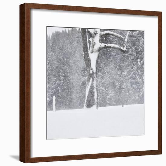 Tree, branches, snow-covered-Martin Ley-Framed Photographic Print