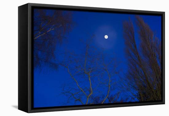 Tree by moonlight-Charles Bowman-Framed Premier Image Canvas