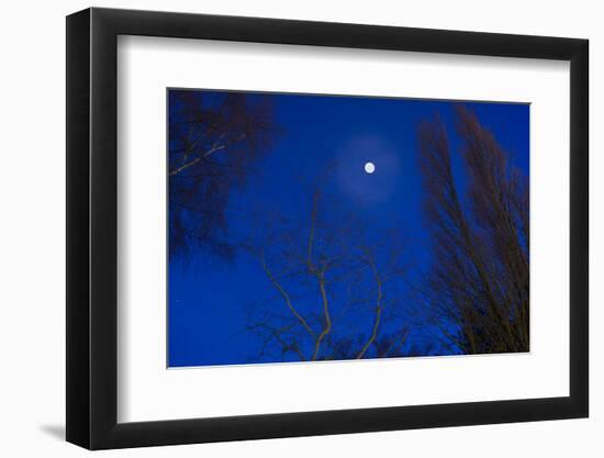 Tree by moonlight-Charles Bowman-Framed Photographic Print