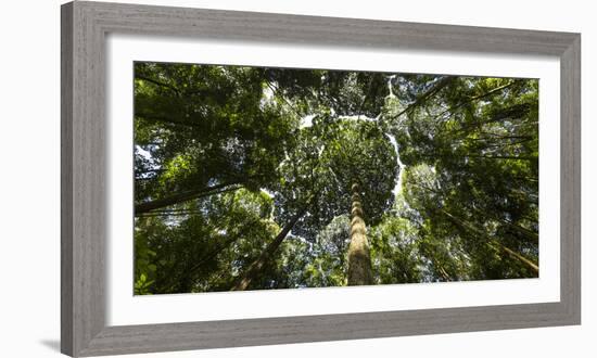 Tree Canopy of Dipterocarp Trees Forming Patterns in the Sky Nr Kuala Lumpur, Malaysia-Peter Adams-Framed Photographic Print