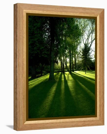 Tree Casting Shadows on Bright Green Grass Lawn-Richard Powers-Framed Premier Image Canvas