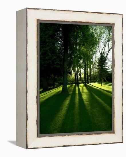 Tree Casting Shadows on Bright Green Grass Lawn-Richard Powers-Framed Premier Image Canvas