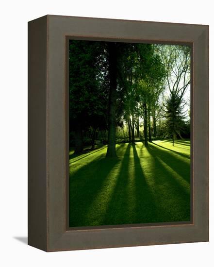 Tree Casting Shadows on Bright Green Grass Lawn-Richard Powers-Framed Premier Image Canvas