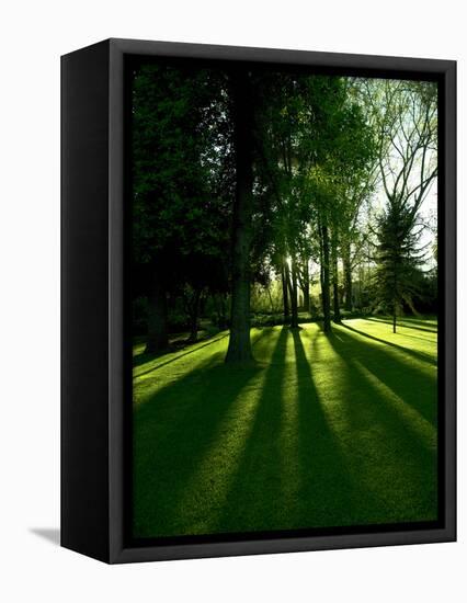 Tree Casting Shadows on Bright Green Grass Lawn-Richard Powers-Framed Premier Image Canvas