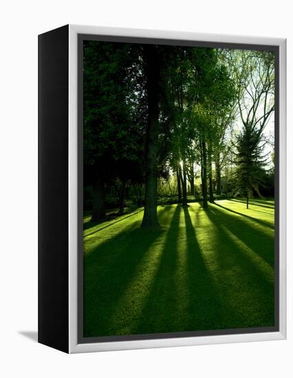 Tree Casting Shadows on Bright Green Grass Lawn-Richard Powers-Framed Premier Image Canvas
