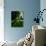 Tree Casting Shadows on Bright Green Grass Lawn-Richard Powers-Photographic Print displayed on a wall