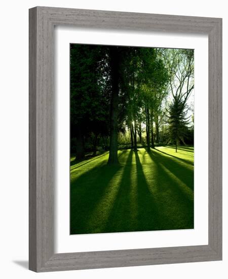 Tree Casting Shadows on Bright Green Grass Lawn-Richard Powers-Framed Photographic Print