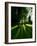 Tree Casting Shadows on Bright Green Grass Lawn-Richard Powers-Framed Photographic Print