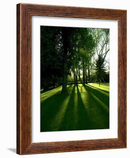 Tree Casting Shadows on Bright Green Grass Lawn-Richard Powers-Framed Photographic Print