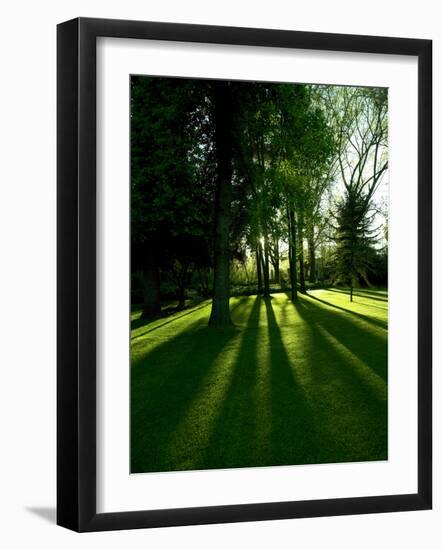 Tree Casting Shadows on Bright Green Grass Lawn-Richard Powers-Framed Photographic Print