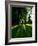 Tree Casting Shadows on Bright Green Grass Lawn-Richard Powers-Framed Photographic Print