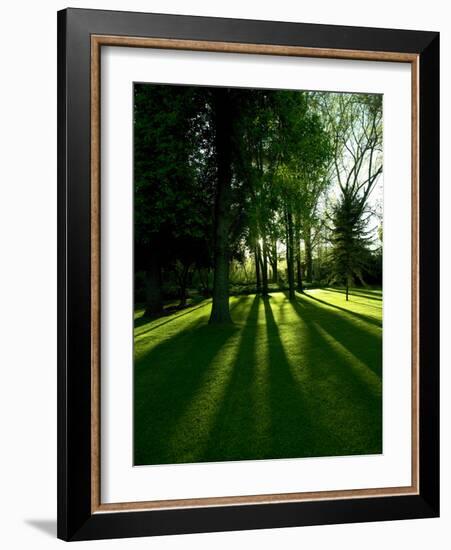 Tree Casting Shadows on Bright Green Grass Lawn-Richard Powers-Framed Photographic Print