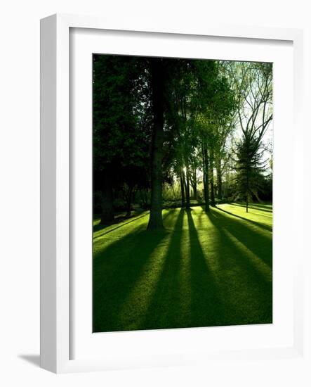 Tree Casting Shadows on Bright Green Grass Lawn-Richard Powers-Framed Photographic Print