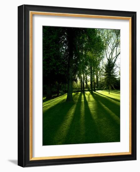 Tree Casting Shadows on Bright Green Grass Lawn-Richard Powers-Framed Photographic Print