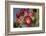 Tree cholla in bloom, high desert of Edgewood, New Mexico-Maresa Pryor-Framed Photographic Print