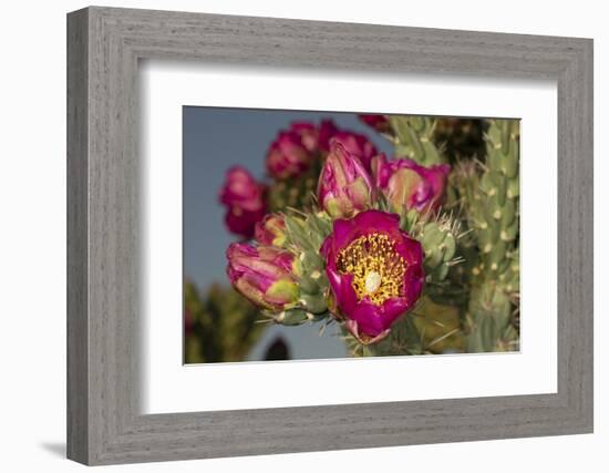 Tree cholla in bloom, high desert of Edgewood, New Mexico-Maresa Pryor-Framed Photographic Print