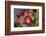 Tree cholla in bloom, high desert of Edgewood, New Mexico-Maresa Pryor-Framed Photographic Print