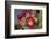 Tree cholla in bloom, high desert of Edgewood, New Mexico-Maresa Pryor-Framed Photographic Print