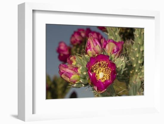 Tree cholla in bloom, high desert of Edgewood, New Mexico-Maresa Pryor-Framed Photographic Print