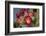 Tree cholla in bloom, high desert of Edgewood, New Mexico-Maresa Pryor-Framed Photographic Print