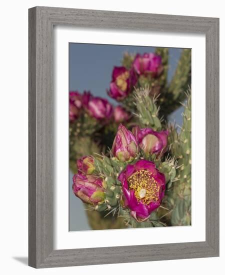 Tree cholla in bloom, high desert of Edgewood, New Mexico-Maresa Pryor-Framed Photographic Print