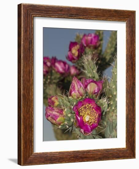 Tree cholla in bloom, high desert of Edgewood, New Mexico-Maresa Pryor-Framed Photographic Print