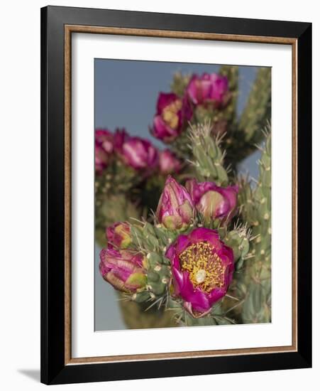 Tree cholla in bloom, high desert of Edgewood, New Mexico-Maresa Pryor-Framed Photographic Print