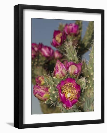 Tree cholla in bloom, high desert of Edgewood, New Mexico-Maresa Pryor-Framed Photographic Print