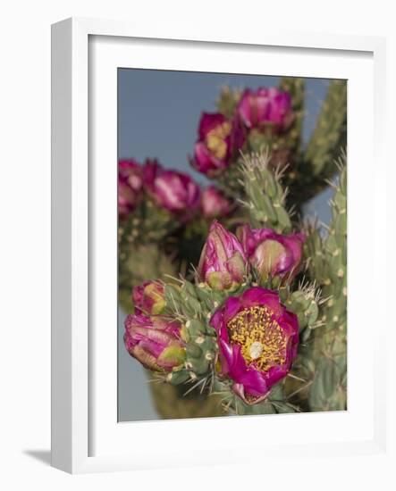 Tree cholla in bloom, high desert of Edgewood, New Mexico-Maresa Pryor-Framed Photographic Print