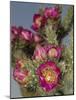 Tree cholla in bloom, high desert of Edgewood, New Mexico-Maresa Pryor-Mounted Photographic Print