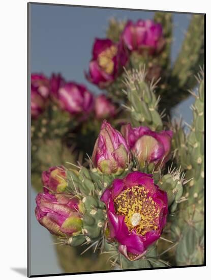 Tree cholla in bloom, high desert of Edgewood, New Mexico-Maresa Pryor-Mounted Photographic Print