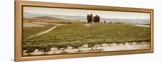 Tree Circle, Tuscany-Trevor Neal-Framed Premier Image Canvas