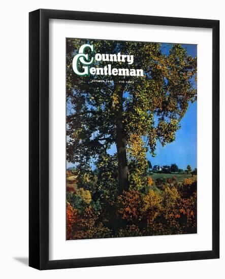 "Tree," Country Gentleman Cover, October 1, 1941-null-Framed Giclee Print