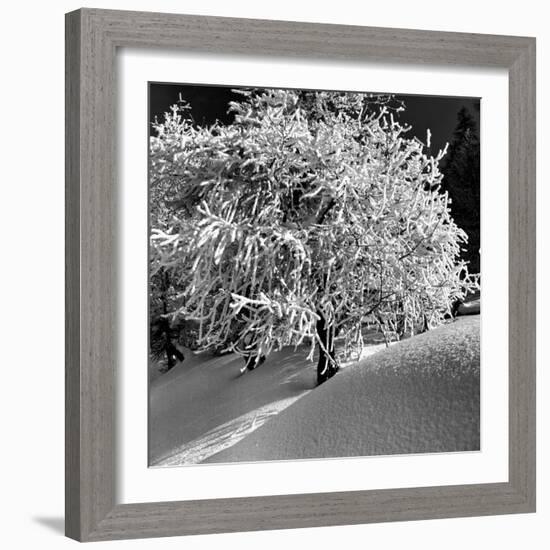 Tree Covered in Snow on Alpine Slopes of Winter Resort-Alfred Eisenstaedt-Framed Photographic Print