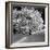 Tree Covered in Snow on Alpine Slopes of Winter Resort-Alfred Eisenstaedt-Framed Photographic Print