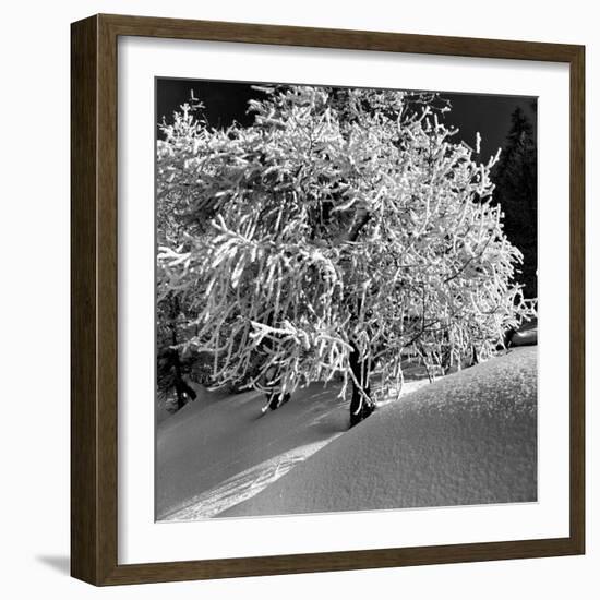 Tree Covered in Snow on Alpine Slopes of Winter Resort-Alfred Eisenstaedt-Framed Photographic Print