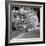 Tree Covered in Snow on Alpine Slopes of Winter Resort-Alfred Eisenstaedt-Framed Photographic Print