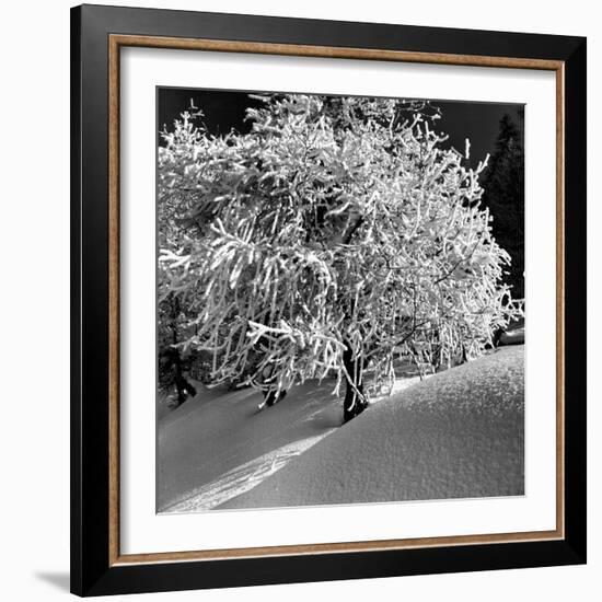 Tree Covered in Snow on Alpine Slopes of Winter Resort-Alfred Eisenstaedt-Framed Photographic Print