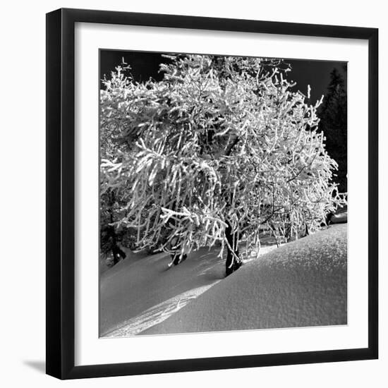 Tree Covered in Snow on Alpine Slopes of Winter Resort-Alfred Eisenstaedt-Framed Photographic Print