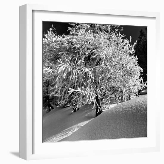 Tree Covered in Snow on Alpine Slopes of Winter Resort-Alfred Eisenstaedt-Framed Photographic Print