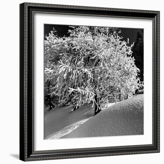 Tree Covered in Snow on Alpine Slopes of Winter Resort-Alfred Eisenstaedt-Framed Photographic Print