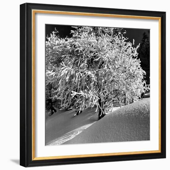 Tree Covered in Snow on Alpine Slopes of Winter Resort-Alfred Eisenstaedt-Framed Photographic Print