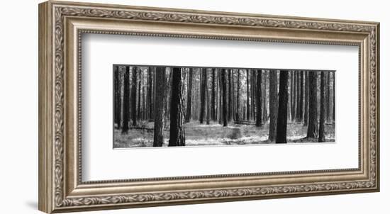 Tree Curtain-Erin Clark-Framed Art Print