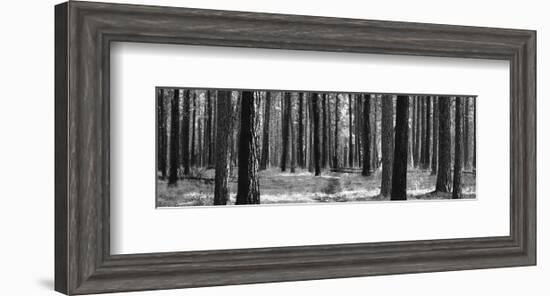 Tree Curtain-Erin Clark-Framed Art Print