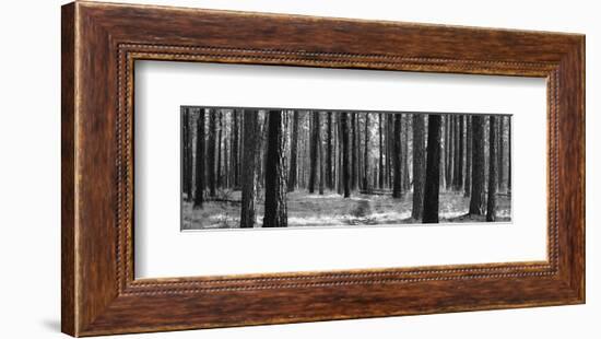 Tree Curtain-Erin Clark-Framed Art Print