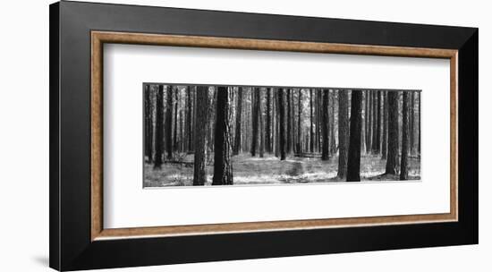 Tree Curtain-Erin Clark-Framed Art Print