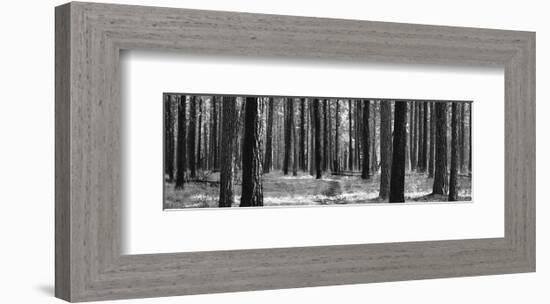 Tree Curtain-Erin Clark-Framed Art Print